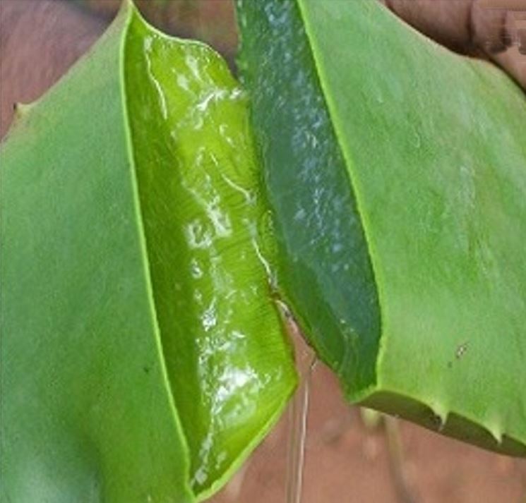 succo di aloe vera per dimagrire